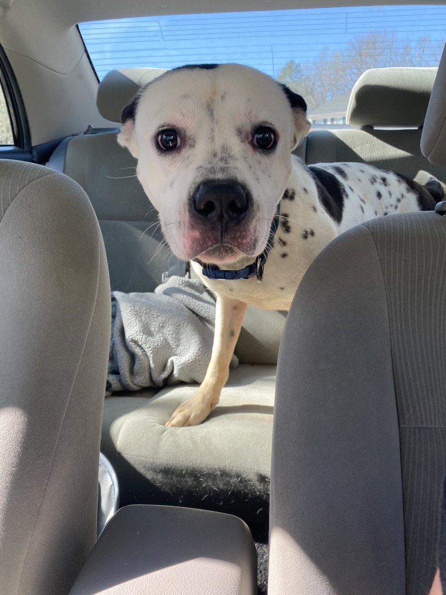 marissaecole's tweet photo. RALEIGH NC please help! I found this dog digging into some roadkill on new hope road and picked him up to keep him from getting hit by a car. Super sweet, collared, no tag, not chipped, not neutered. I’ll take him to the animal center if I don’t hear word back soon so please help https://t.co/CWPEotjM19