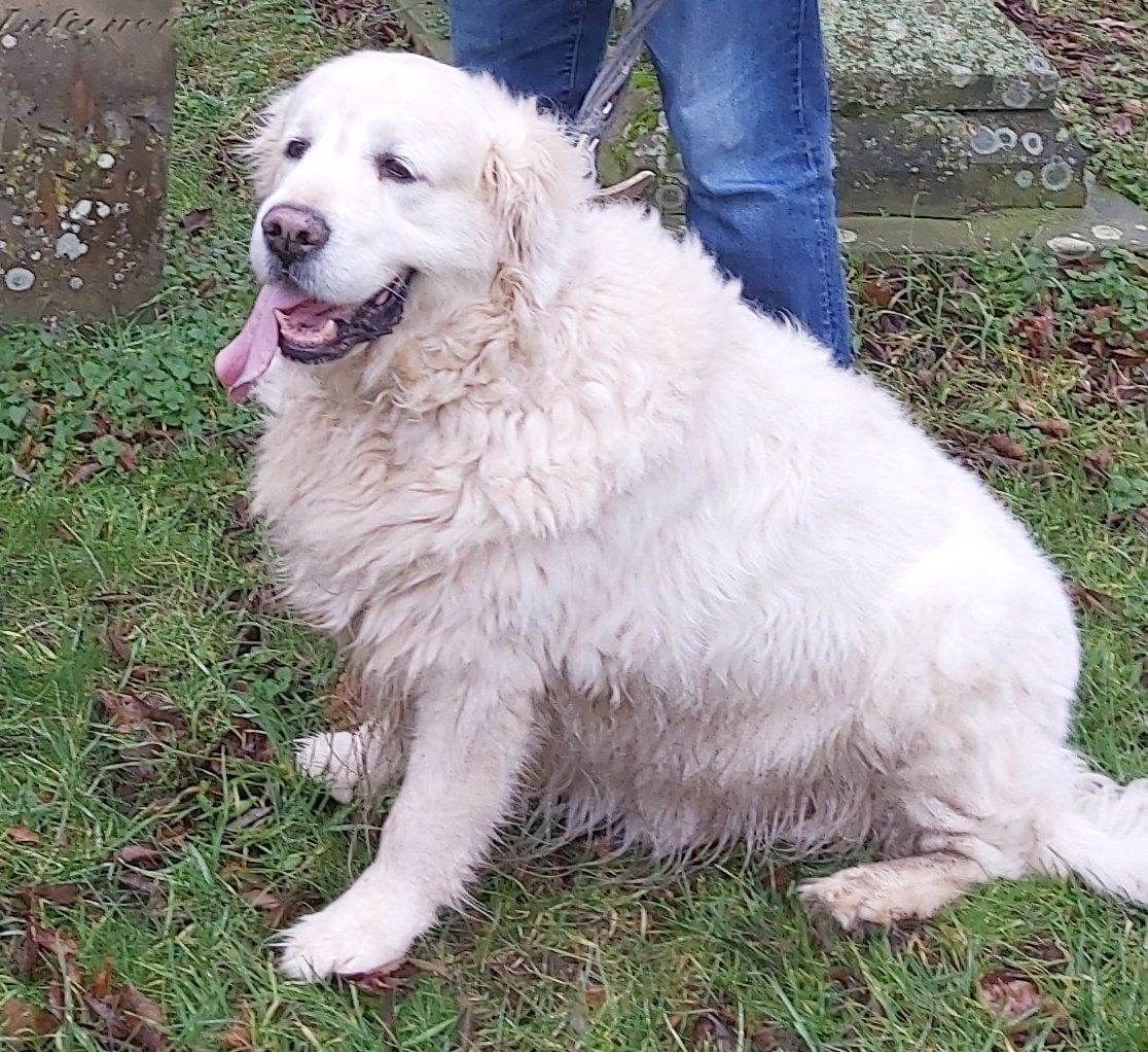 Hey folks, I've seen this Jeffery Marsh chap is trending and I was wondering if he was free at all. I'm an 11 year old in need of grooming, can anyone put me in touch?

#JeffreyMarsh #GoldenRetrievers