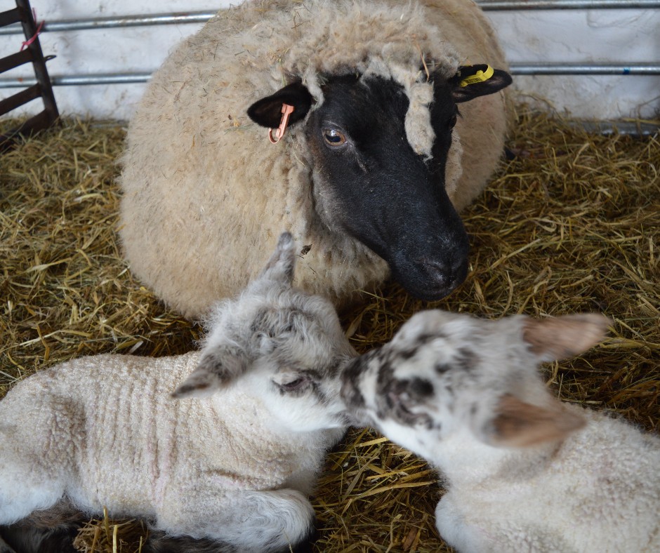 StFagans_Museum's tweet photo. 🐑 63 lambs so far! Who is watching?

#Lambcam

https://t.co/peDmh8IwJb https://t.co/F4YGpcRo2T
