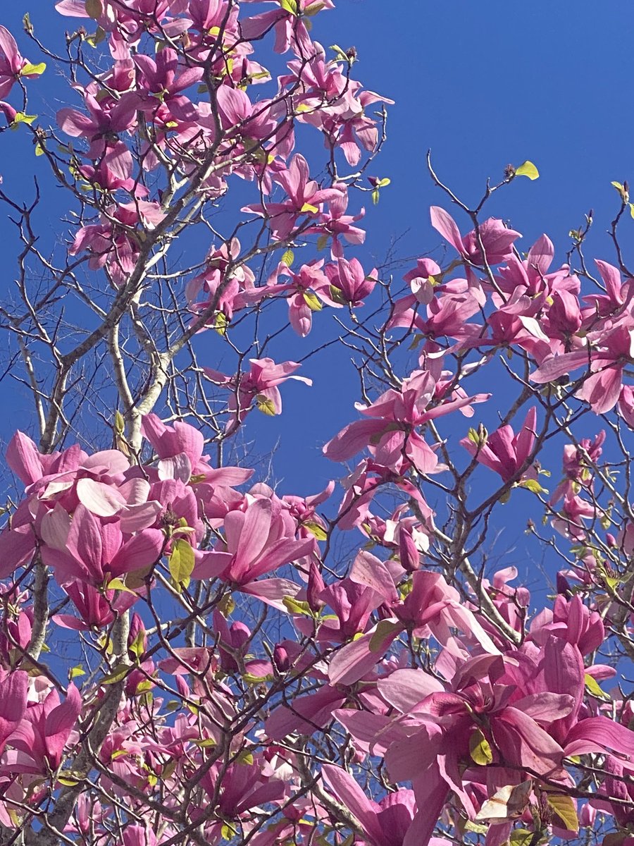 Another #MagentaMonday and #TuesdayBlue. Those blooms! That sky! #FloweringTrees #Gardening #MasterGardener