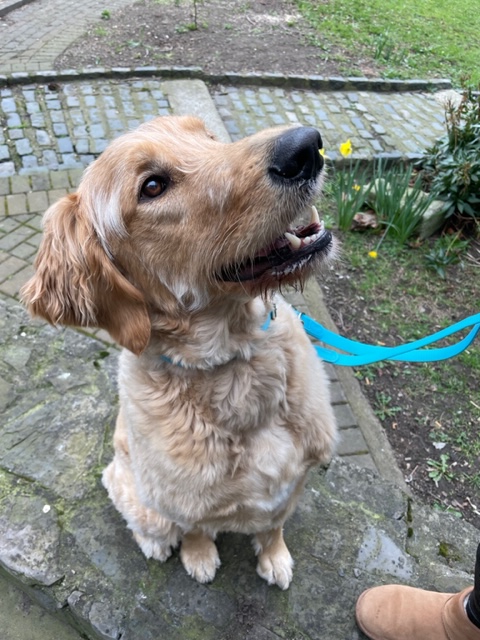 Killester College tweet media