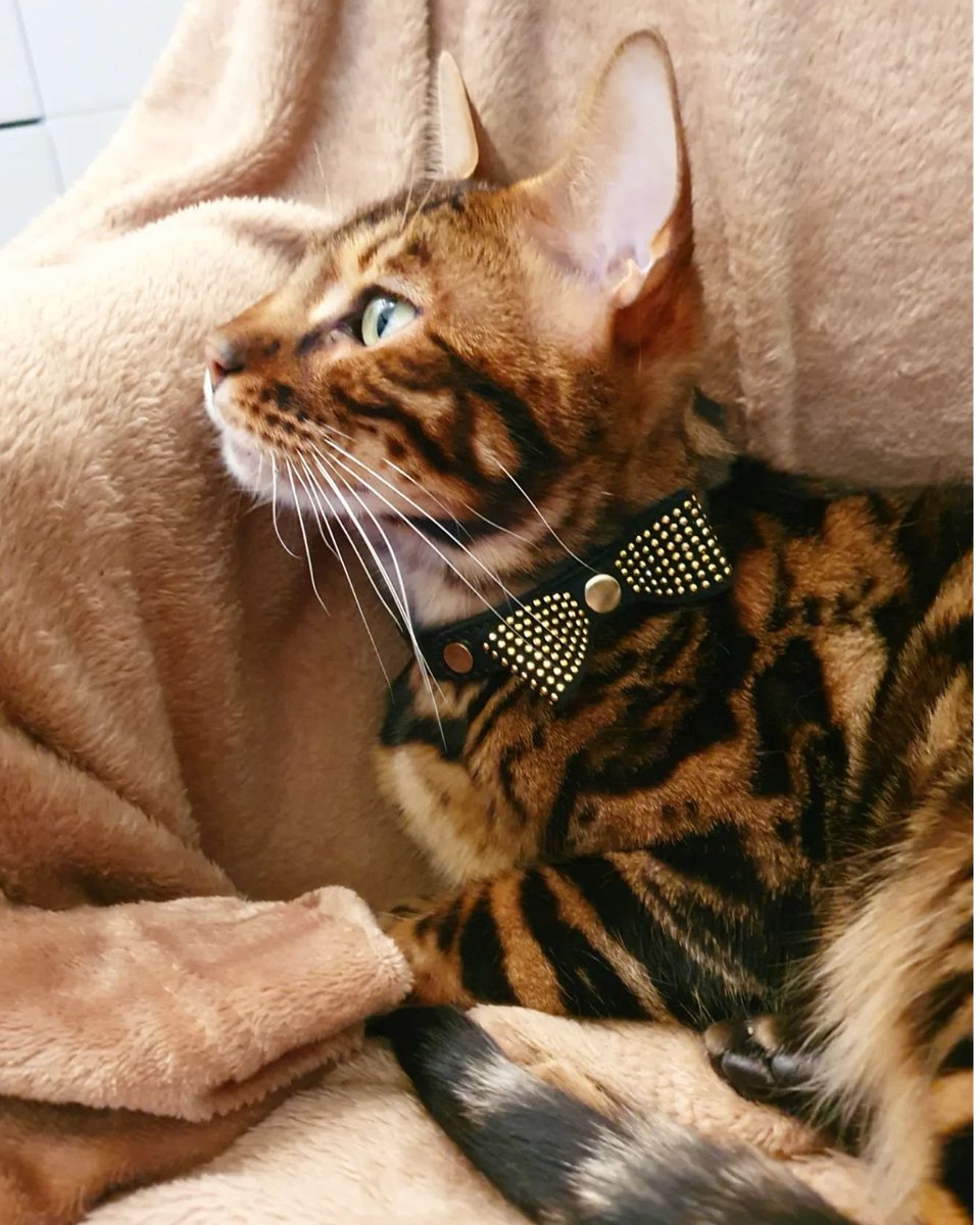 KittyglitzUK's tweet photo. We can't get over just how beautiful this collar is 😍 These handmade leather collars by feature a removable gold studded bow tie🎀

Coming to our store soon, comment below if you'd love one for your cat or tag a friend who needs to see this.

#boujiecat #catcollars #bowtiecats https://t.co/7hipKCKV1g