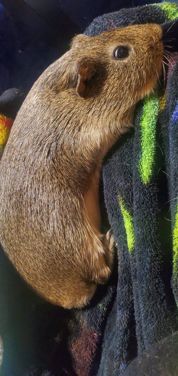 Ghostyturtle's tweet image. PIP????