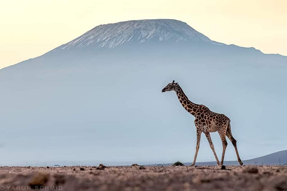 The two African giants 
#kirimanjaro
#masai giraffe 🦒 
#safariguide