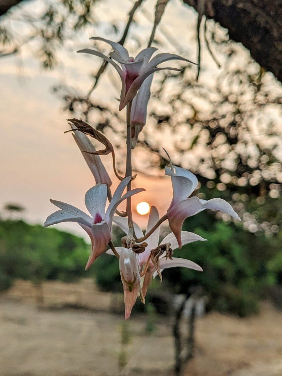 VanamEcologics's tweet photo. Colours in Nature: Happy Holi to all!!
Here are few colours from Western Ghats captured by our team in recent site visit to Bhimashankar.
May these seasonal beauties add a lot of cheer in your life on this Holi. https://t.co/QyzhrOgwnK