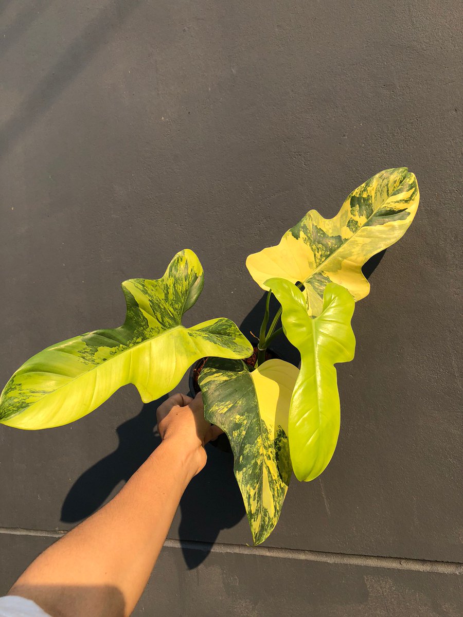 TT_plantstore's tweet photo. 🌱Philodendron Bipennifolium Variegated

Tonmong Tonmai 🪴 Rare plants, variegated plants shop 🇹🇭
✈️ Worldwide shipping
 Please  https://t.co/iNsRxJGkyv 

#monstera #philodendron #bipennifolium #aroid #plants #planttwitter #rareplants #violin 
#indoorplants #plantgarden #garden https://t.co/GubNwbmQ0C