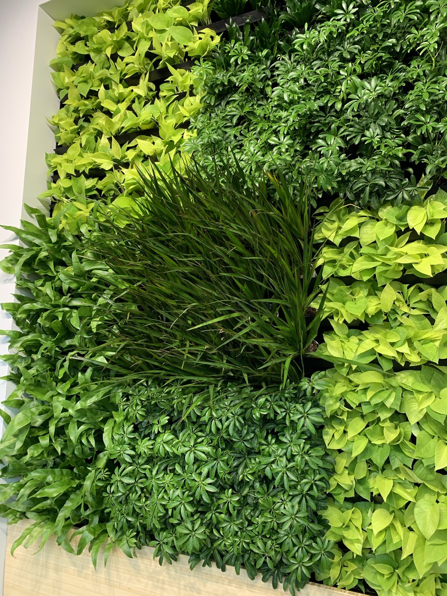 Botanical Designs tweet media