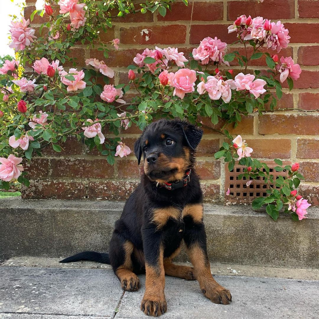 Flower #rottweiler #rottweilerlove #dogholiday #rottielover #cutestdogs Credits to @ronnieandmotsi