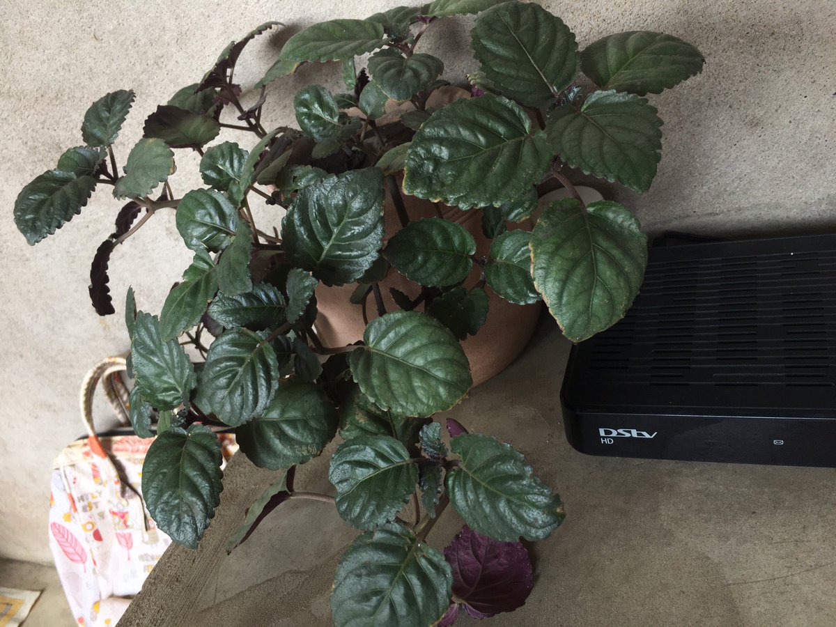 Gift from Grama 🌱🥳🥹