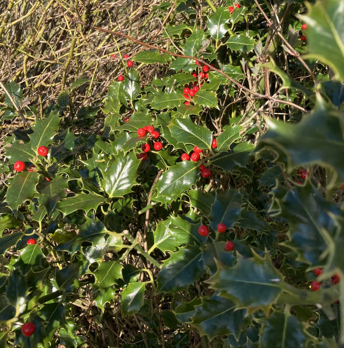 Holly and berries today in the sun today - very colourful even if not very #Spring like 😊 east Scotland @PlantlifeScot @BSBIbotany @ForthNatureScot