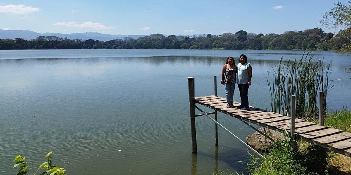 Hemos contribuido en la siembra de TULE, el cual esta siendo reproducido en el ANP Chanmico. Es la parra que esta a la derecha. #ClimateAction #LinnsStampNews #ambiente #Polen