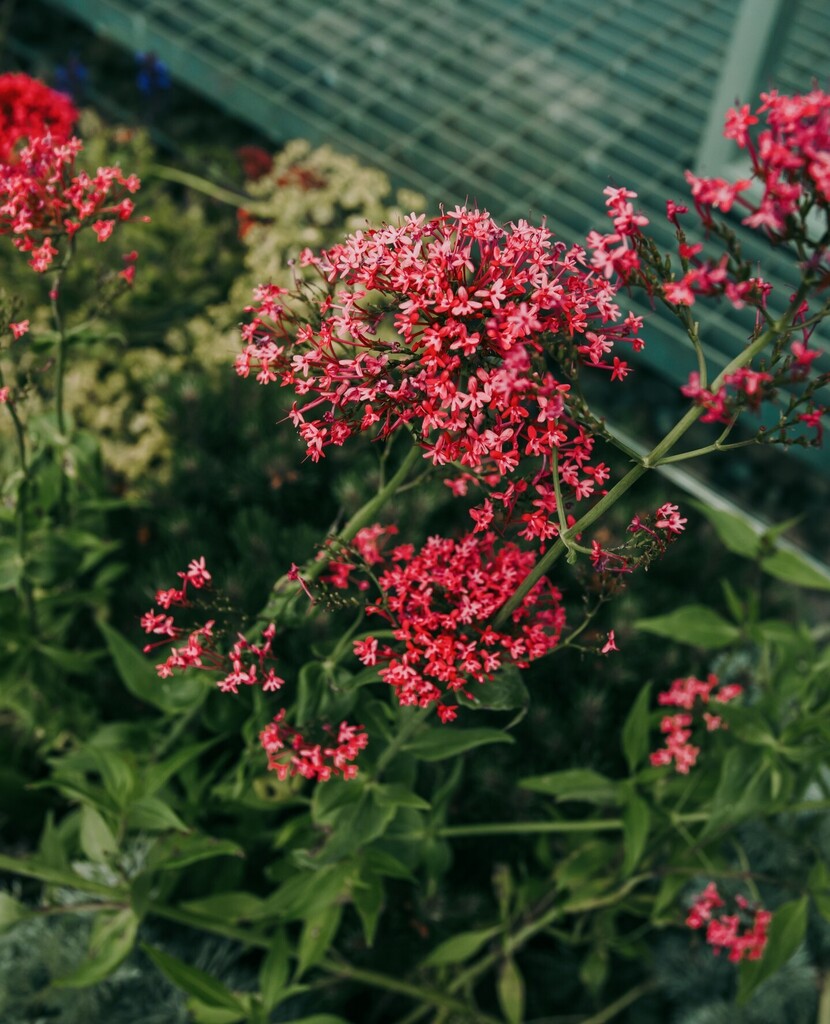 Providing you with some colour on this dull Monday 🌺⁠
⁠
This pop of pink is from one of our exterior planting projects in the heart of London, bringing the office terrace to life and creating an oasis in the hectic capital. instagr.am/p/CpdC00eyIFT/