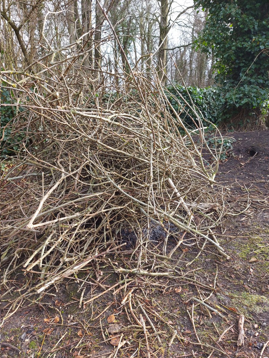 ToavesG's tweet photo. Sawing up and clearing from the plot today. Hopefully, they'll be of use to another allotment holder...perhaps for paths or mulch.
#toaves #pruning #plotclearance #allotmentlife https://t.co/bhMcVLwqdw