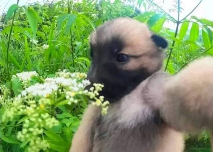 perritos_qctd's tweet photo. Selfie https://t.co/sIH7mvV4Bb