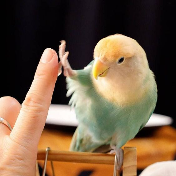 Highfive  #bird #parrotslover #love #fyp #parrot #funnybird #funny #fyp #animal #Lovely #cute #parrotforever #viral #TrendingNow #HappySunday