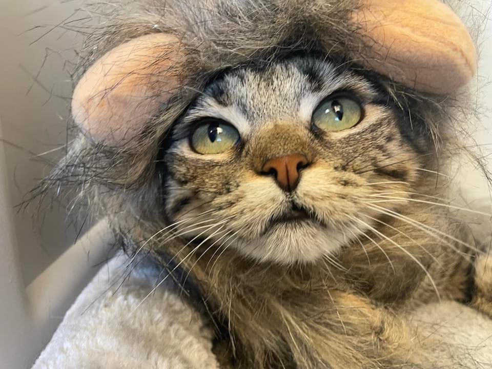 SoftSide1's tweet image. Ok, Twitter. Sweet &amp;amp; sassy kitty Sammie just had her 1 year anniversary living at @_TinyPaws Kitten Rescue in Stillwater, OK, but she’s no kitten! She had her kittens when she got there - they found homes, but she stayed. Time to change that. Adopt: facebook.com/10000011459191… or RT!