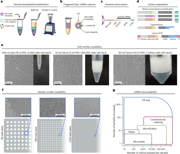 Microfluidics free Single cell Genomics With Templated Emulsification microfluidics-free-single-cell-genomics-with-templated-emulsification