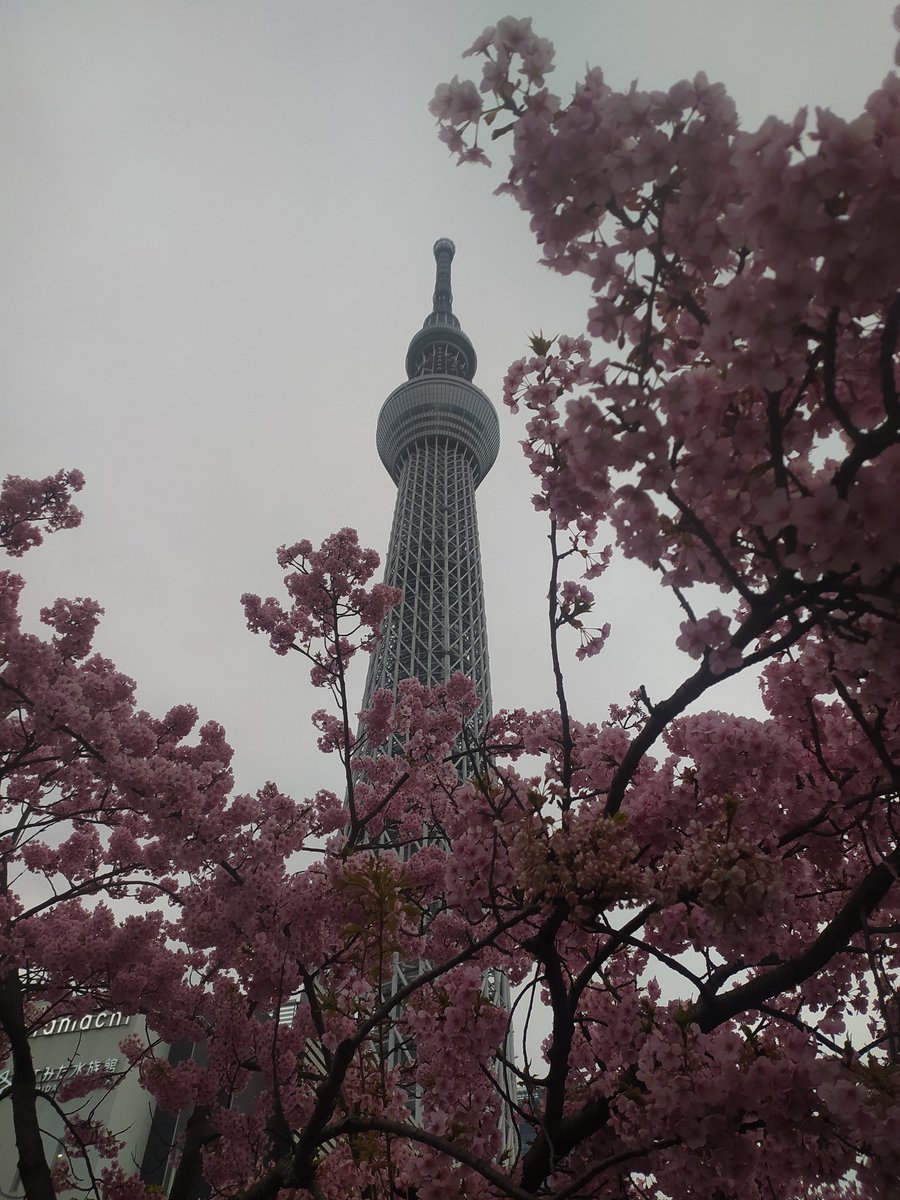 Starting my JSPS-founded fellowship just in time for #hanami. Excited for my cross-cultural study on the effect of pupil size on honesty in human-robot interaction.
So grateful to conduct my research in the stunning Tokyo 🌺

<a href="/jsps_sns/">JSPS 独立行政法人日本学術振興会（学振）</a> @RuudHortensius <a href="/MariskaKret/">Mariska Kret</a> <a href="/CoPAN_Leiden/">CoPAN Lab (inactive)</a>
