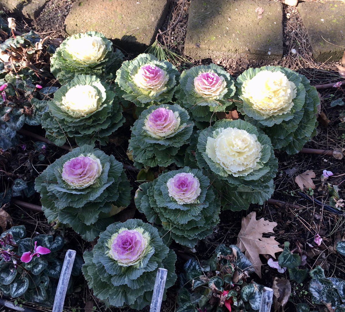 antoniettacatan's tweet photo. Di #primavera https://t.co/3CJBiCPcUA