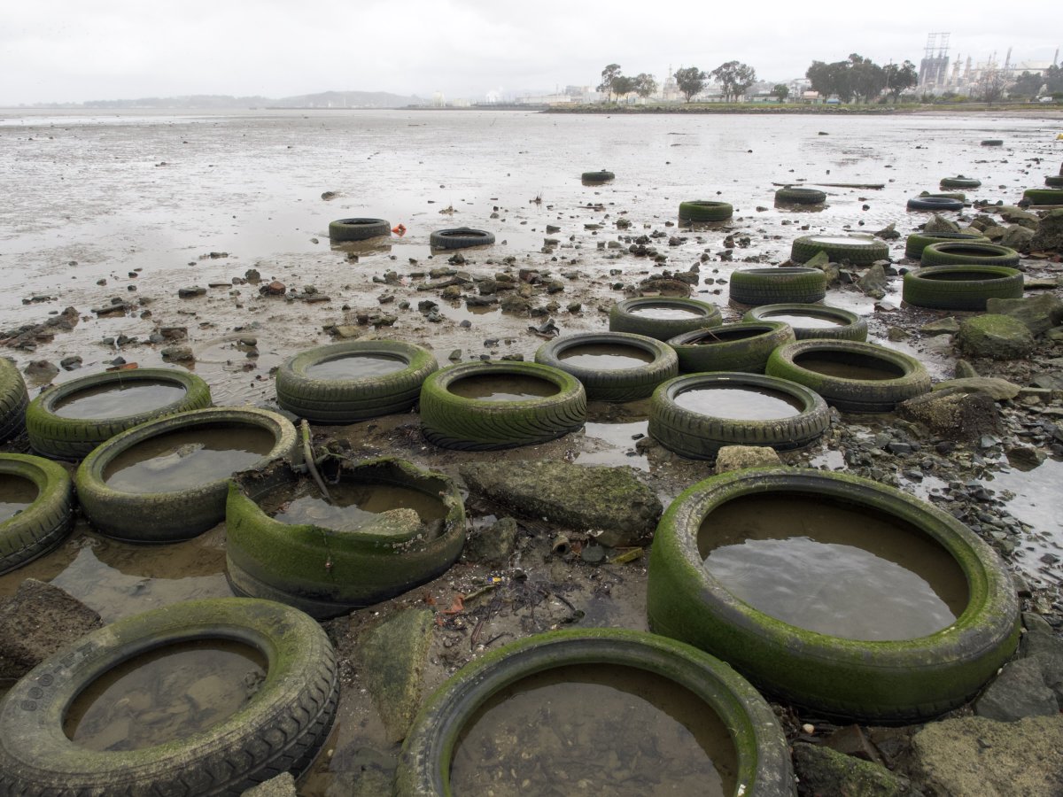 Bay Nature magazine (@baynature) on Twitter photo A Salmon-Killing Tire Chemical Is in Bay Waterways. Can It Be Cleaned Up?
6PPD-quinone comes from a chemical that’ll be hard to replace in tires. But green infrastructure may help keep it out of the Bay’s watershed.
ow.ly/vPtU50N7MBr
✒️: <a href="/KateRaphael_/">Kate Raphael</a>
📷: <a href="/meownderthal/">Kate Golden 🌈</a> A Salmon-Killing Tire Chemical Is in Bay Waterways. Can It Be Cleaned Up?
6PPD-quinone comes from a chemical that’ll be hard to replace in tires. But green infrastructure may help keep it out of the Bay’s watershed.
ow.ly/vPtU50N7MBr
✒️: <a href="/KateRaphael_/">Kate Raphael</a>
📷: <a href="/meownderthal/">Kate Golden 🌈</a>