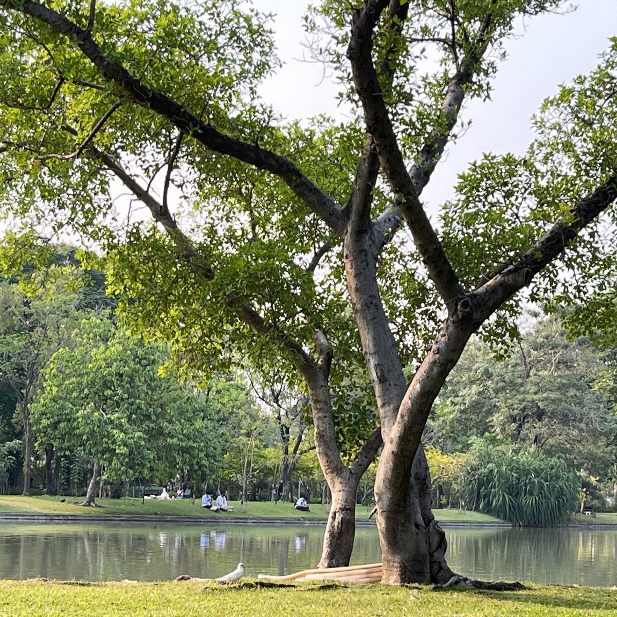 green vibes , day off  🎧🦕🌳