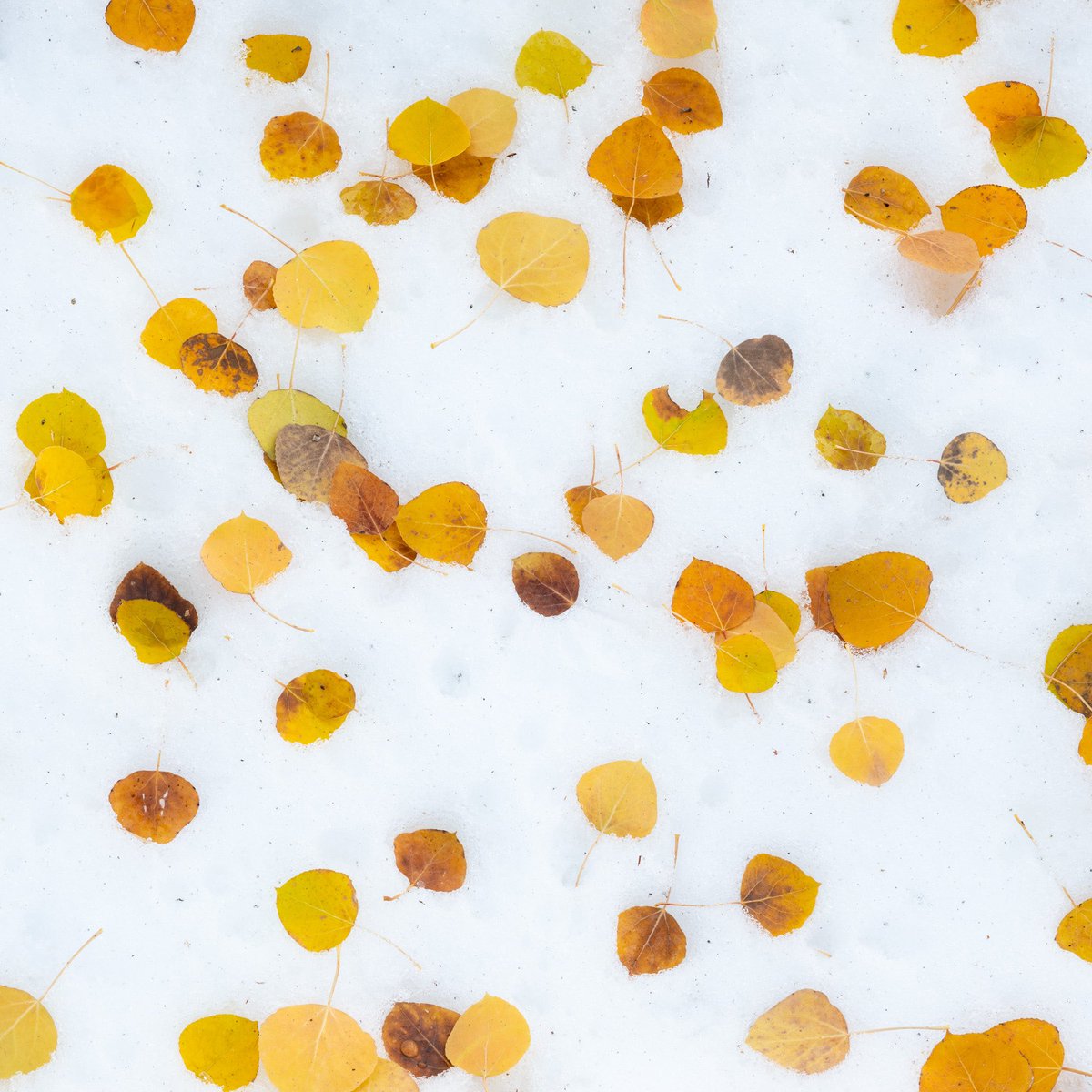 Fallen aspen leaves on snow. https://t.co/CeOPQIk1Z9