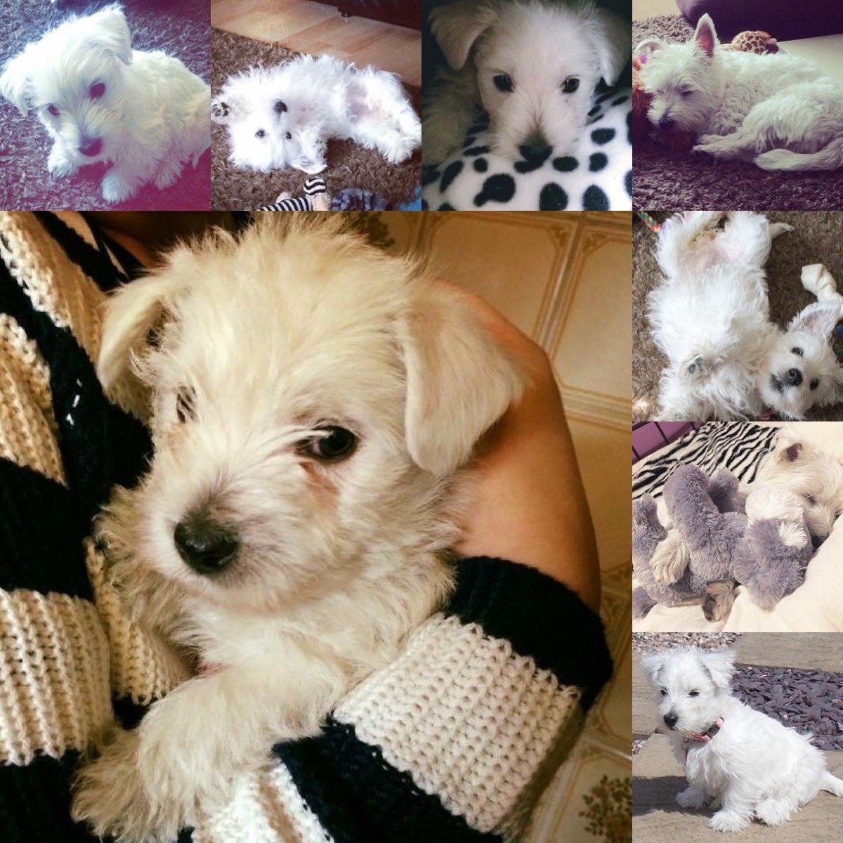 Beckyy_Thomas's tweet photo. Happy 7th Birthday Miss Lilly 🐶 💖 #Westie #BirthdayGirl https://t.co/FC6SnX3TBv