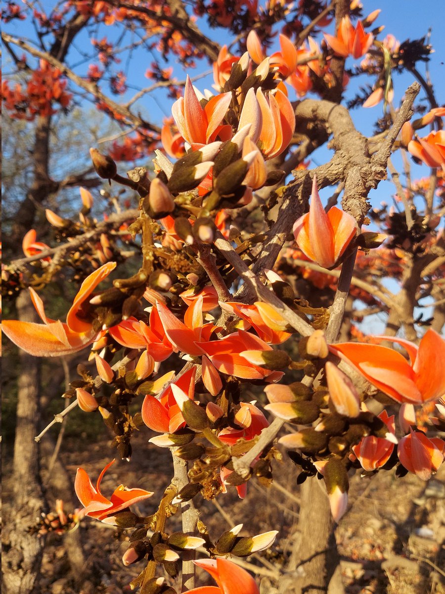 Pallavi Baraiya 🇮🇳 tweet media