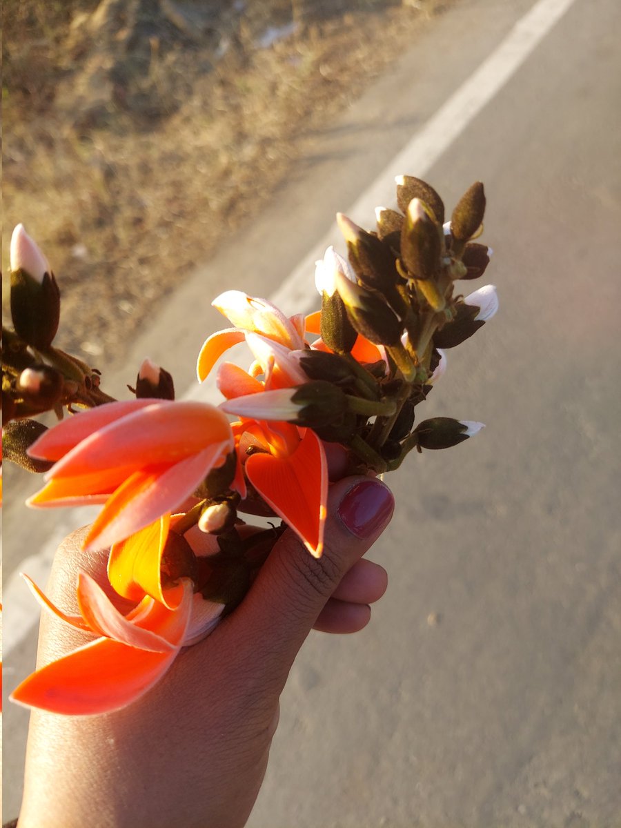 હું ભરી આવુ રંગની મુઠ્ઠી, તુ લઈ આવજે કોરુ મન; કેસુડાના ફુલની સાખે, વગડો બનશે વૃંદાવન    #કેસુડાના_ફુલ #Flame_of_the_Forest #HappyHoli2023