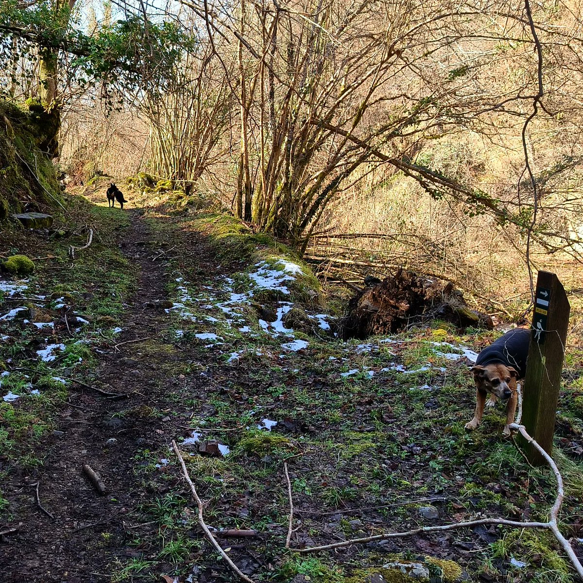 AitorIzquierdo7's tweet photo. Recuperar caminos antiguos, restos de majadas...

Y subir de una manera diferente al Picu Loral 🏃🏔️❄️🦮

@ADN_Astur
@MariaDiazYernes
@ladietistaalpinista

#adnastur #adnasturguides #clubdemontaña #mountainguide #tecnicodeportivo #guiademontaña https://t.co/FmVRAt96xv