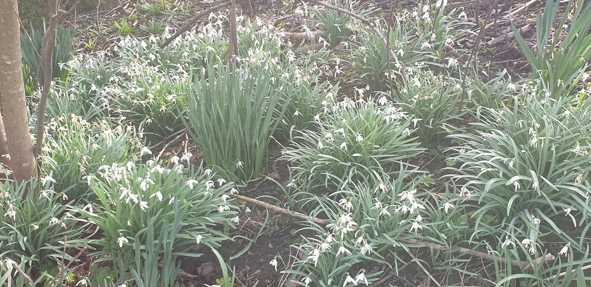 Andreape33's tweet photo. Signs of spring on today's #walkforian https://t.co/MSmJIurapb