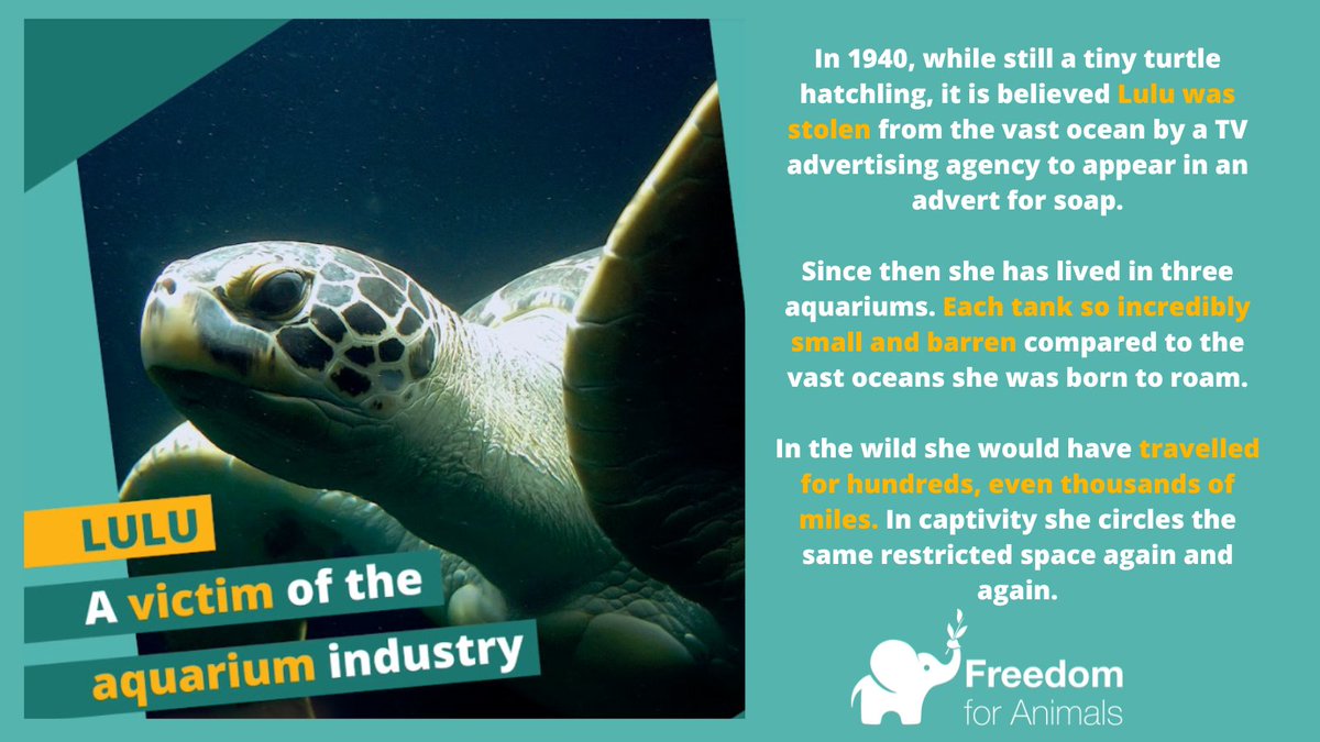 IamDanielTham on Twitter "RT freeanimalsuk Sadly, Lulu’s story is