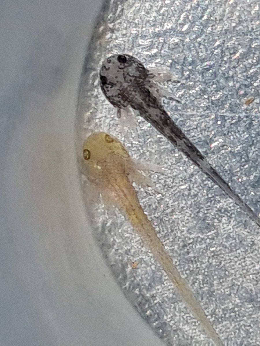 Axolotls et Cie tweet media