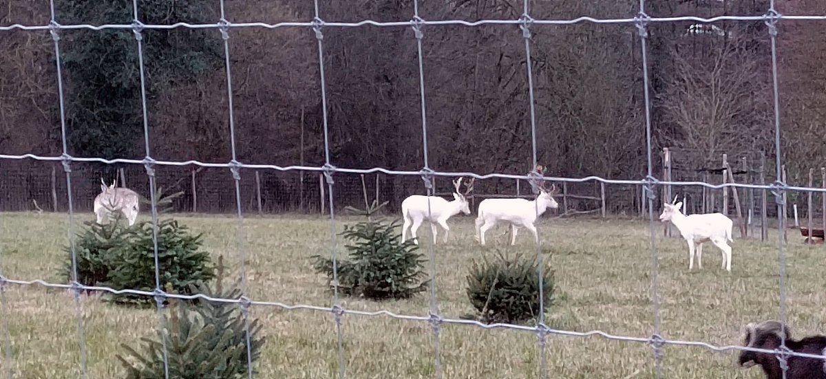 Im Siekertal kann man nun die ersten Bewohner des Damwildgeheges bestaunen