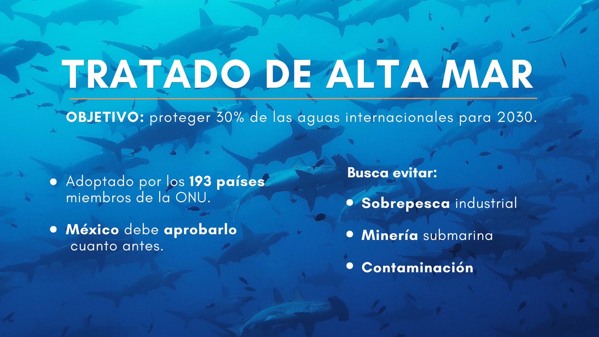 Beta Diversidad (@betadiversidad) on Twitter photo 🔵Nos sumamos a los festejos globales por el #TratadoDeAltamar que fue adoptado por los 193 países de <a href="/UN/">United Nations</a>, México incluido.
En #BetaDiversidad hemos trabajado con aliados que lo hicieron posible y que forman parte de <a href="/HighSeasAllianc/">High Seas Alliance</a>. A todos, nuestro reconocimiento. 🔵Nos sumamos a los festejos globales por el #TratadoDeAltamar que fue adoptado por los 193 países de <a href="/UN/">United Nations</a>, México incluido.
En #BetaDiversidad hemos trabajado con aliados que lo hicieron posible y que forman parte de <a href="/HighSeasAllianc/">High Seas Alliance</a>. A todos, nuestro reconocimiento.