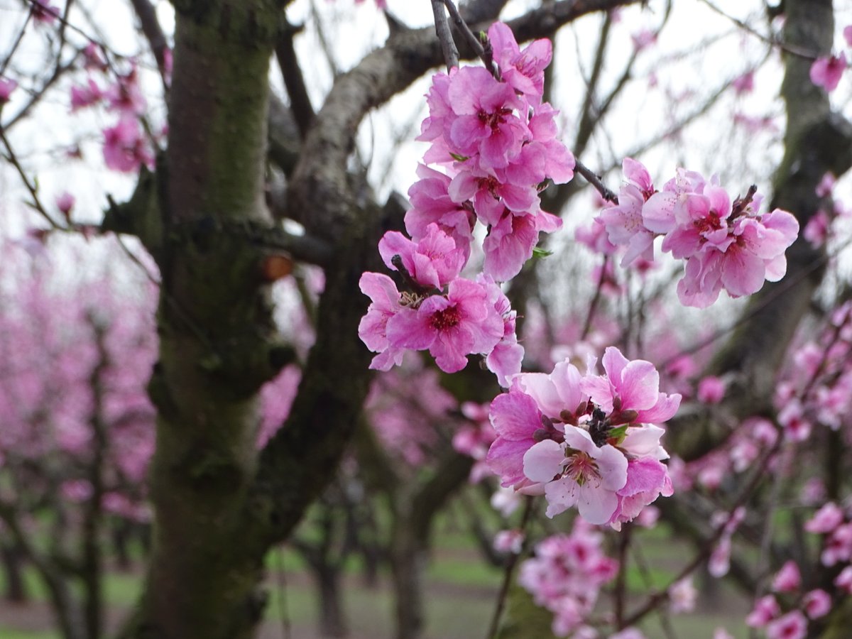 Pearson Farm tweet media