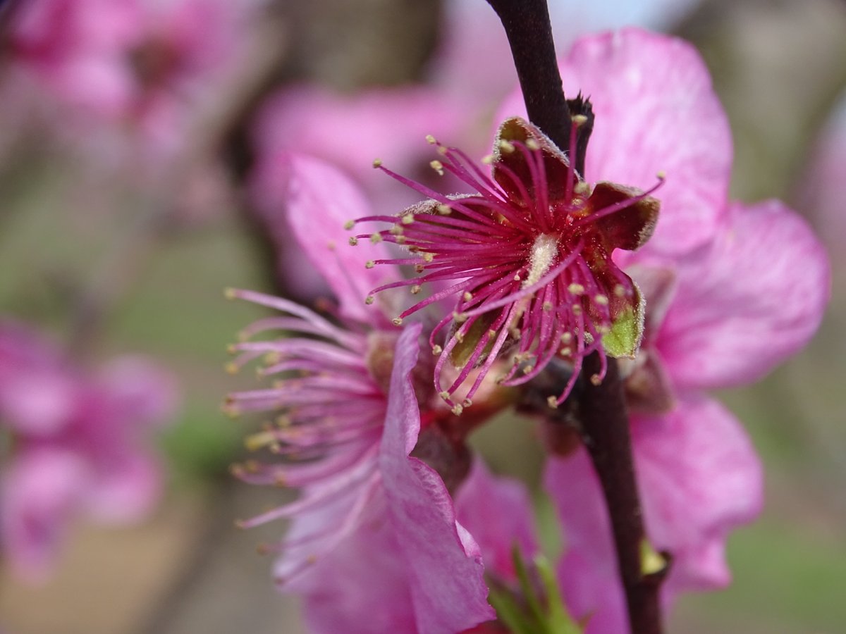 Pearson Farm tweet media