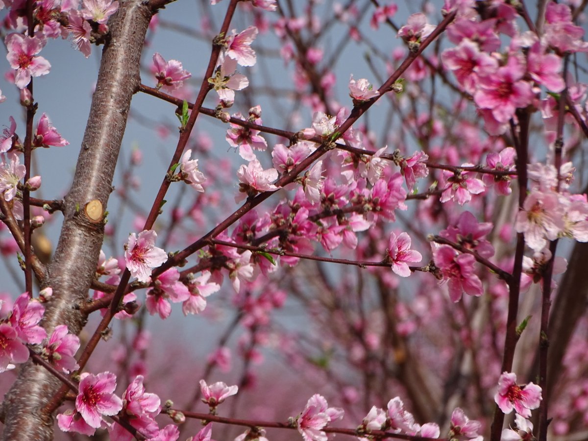 Pearson Farm tweet media