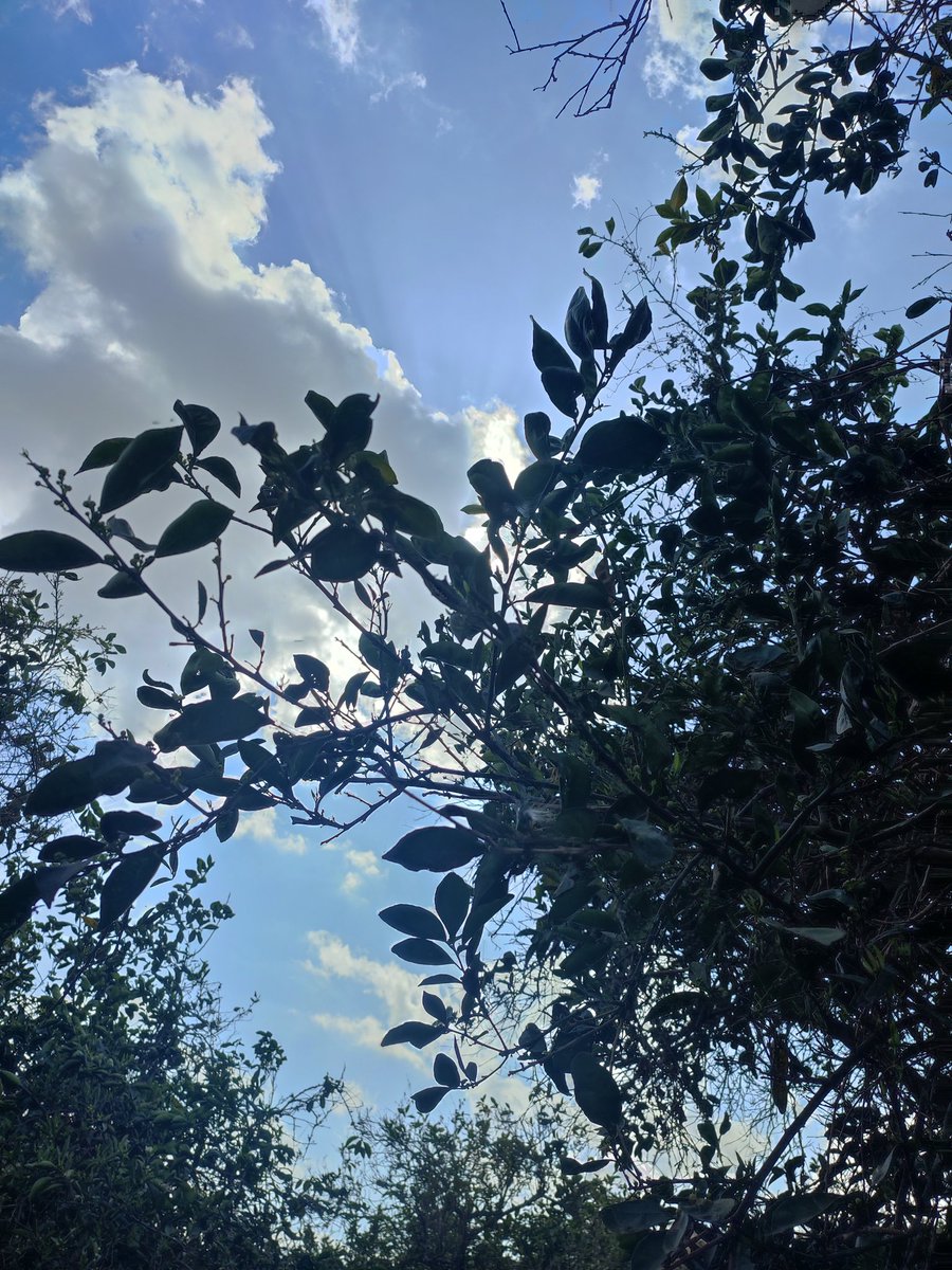DohaRizk3's tweet photo. واحنا ف سكشن بساتين بنشوف الموالح ف الجنينة🫣🤍
السماء كانت قمر🥰
#No_Edit🫶🏻 https://t.co/mQATyoZNZz