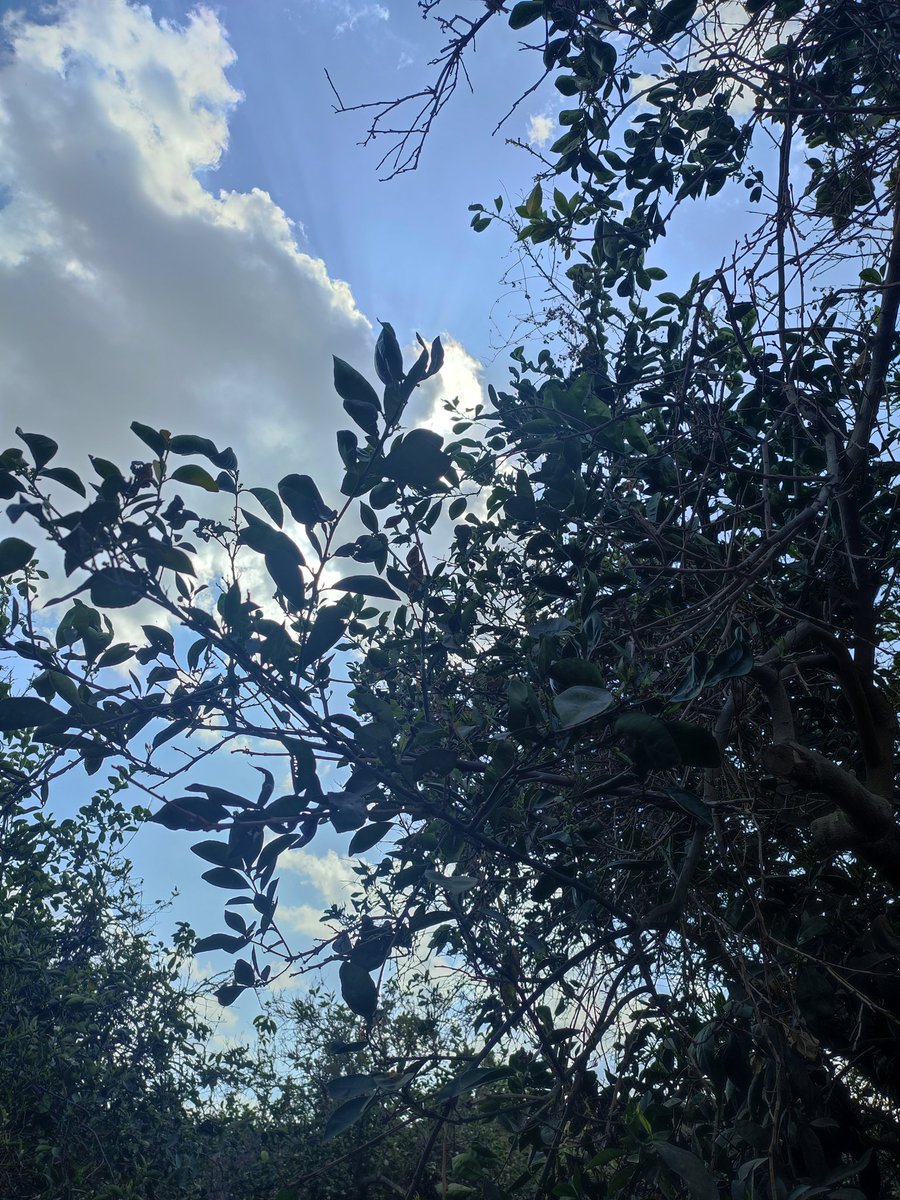 DohaRizk3's tweet photo. واحنا ف سكشن بساتين بنشوف الموالح ف الجنينة🫣🤍
السماء كانت قمر🥰
#No_Edit🫶🏻 https://t.co/mQATyoZNZz