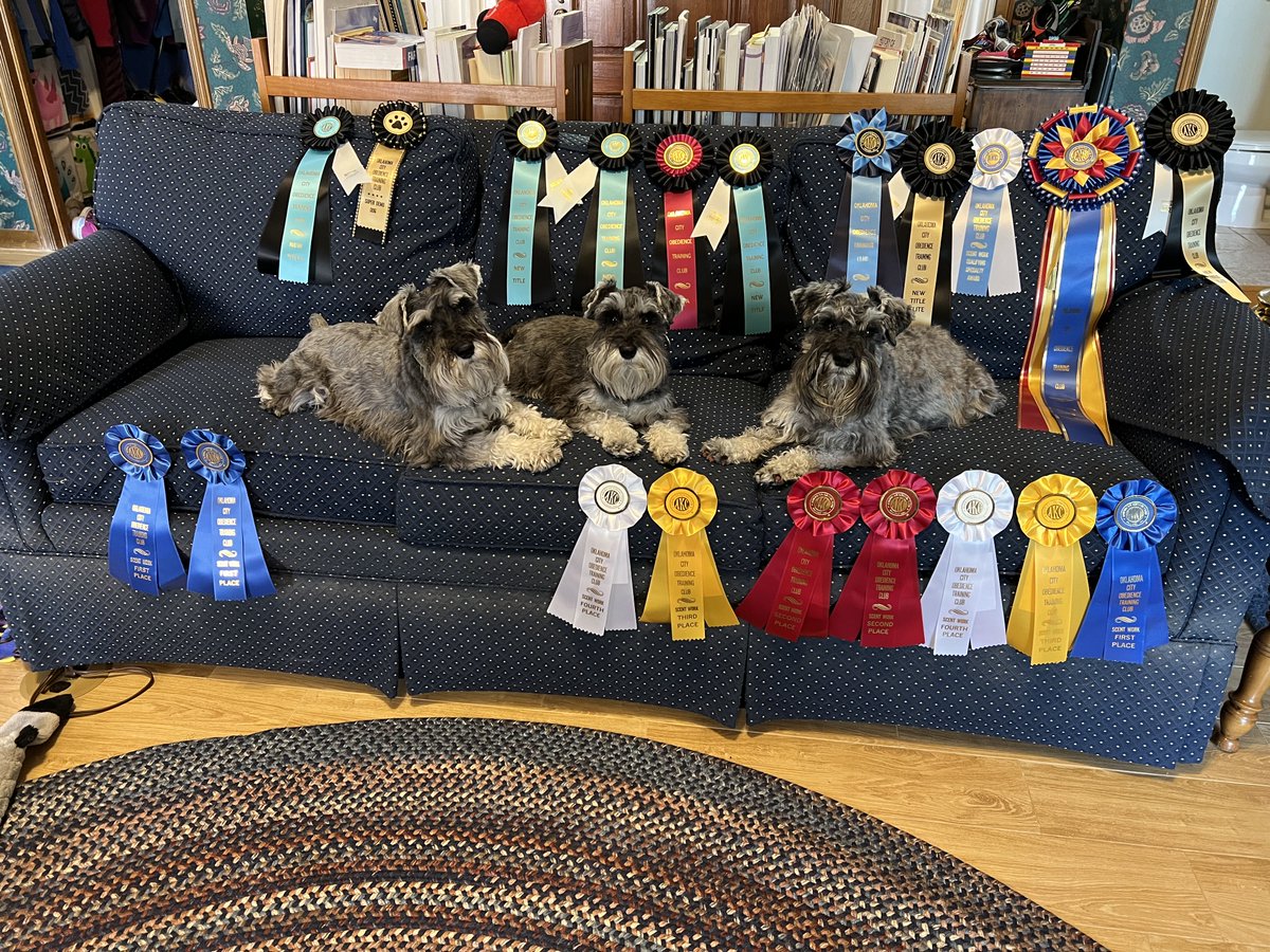 AMSC_schnauzer's tweet photo. Some miniature schnauzers had an awesome weekend at scent work!! @akcdoglovers #dogs #dogsoftwitter #Schnauzer #SchnauzerGang #performancedogs https://t.co/OQ6mvxHPG9