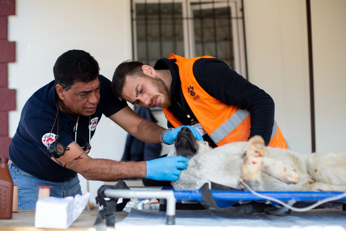 fourpawsint's tweet photo. A month after the devastating earthquake: Together with @HaydikoA we travelled to villages where aid is slow to deliver feed for sheep, goats and cows. We brought dogs and cats to clinics and helped with surgeries. Please help: https://t.co/elWkMQsMo2 
📸 Hristo Vladev https://t.co/CU5FY1t6Cy