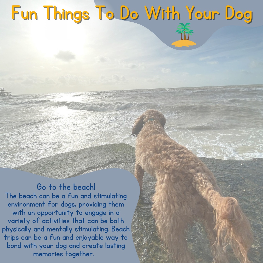 Fun things to do with your dog 

#3 Go to the beach!

#love #instagood #schooldog #animaltherapy #picoftheday #dogs #professionals #counsellors #educators #therapist #therapy #neurodivergence #sen #school
