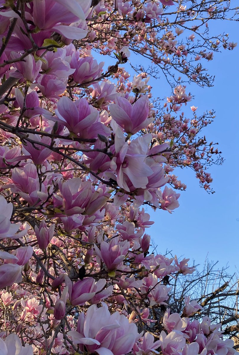 “Jesus looked at them and said, “With man this is impossible, but not with God; For with God all things are possible.”
Mark 10:27

Amen!

Now have a great week and go do the very best you can! ☺️ #MondayMusings