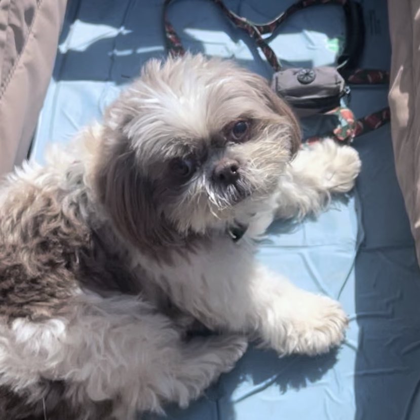 Adams Family Tzus tweet media