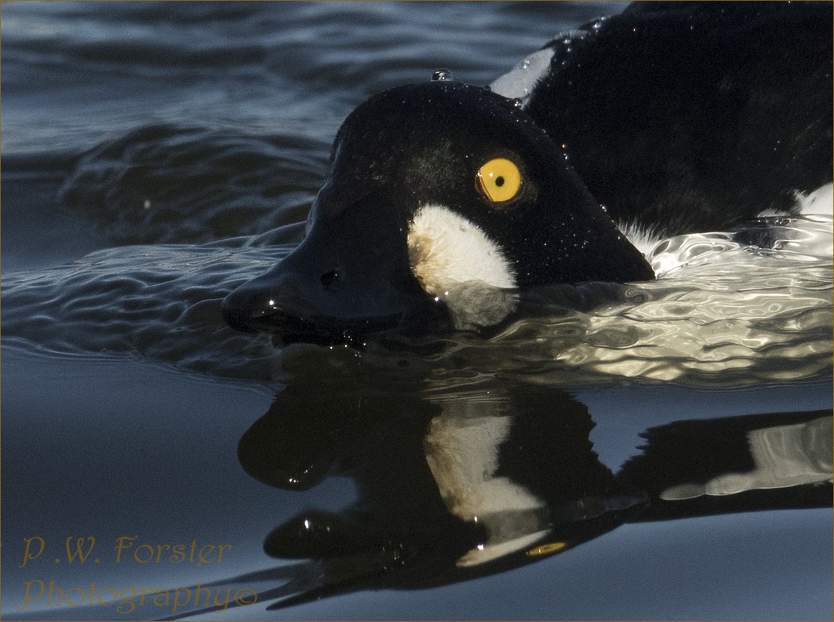 paul230156's tweet photo. Goldeneye reflection recent 
@teesbirds1 @WhitbyNats @WildlifeMag @Natures_Voice @wildlife @ynuorg @clevelandbirds @teeswildlife @TeesCoast @DurhamBirdClub @TeesmouthNNR @RSPBSaltholme @YWT_North @WILDFOWLMag #Ducks #7DM11 https://t.co/ev5I2UxZ8S