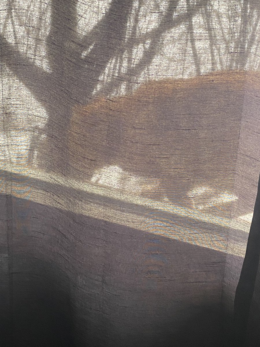 AlissaJayne's tweet photo. Another Not My Cat came for a visit. https://t.co/FylBvtPraK