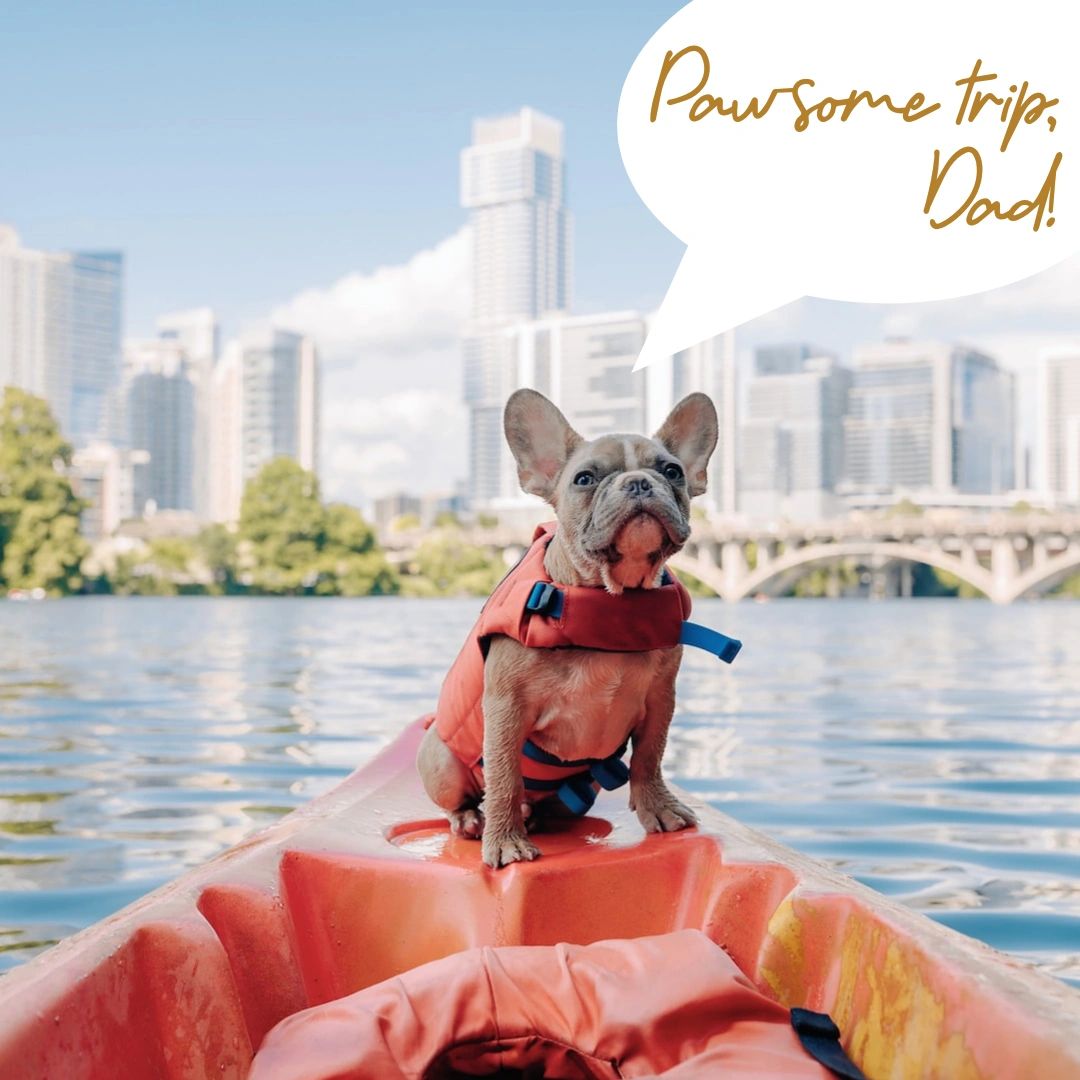 melmodco's tweet image. If you could travel anywhere in the world with your #BostonTerrier or #Frenchie, where would you and your furry friend head to? 🐾✈