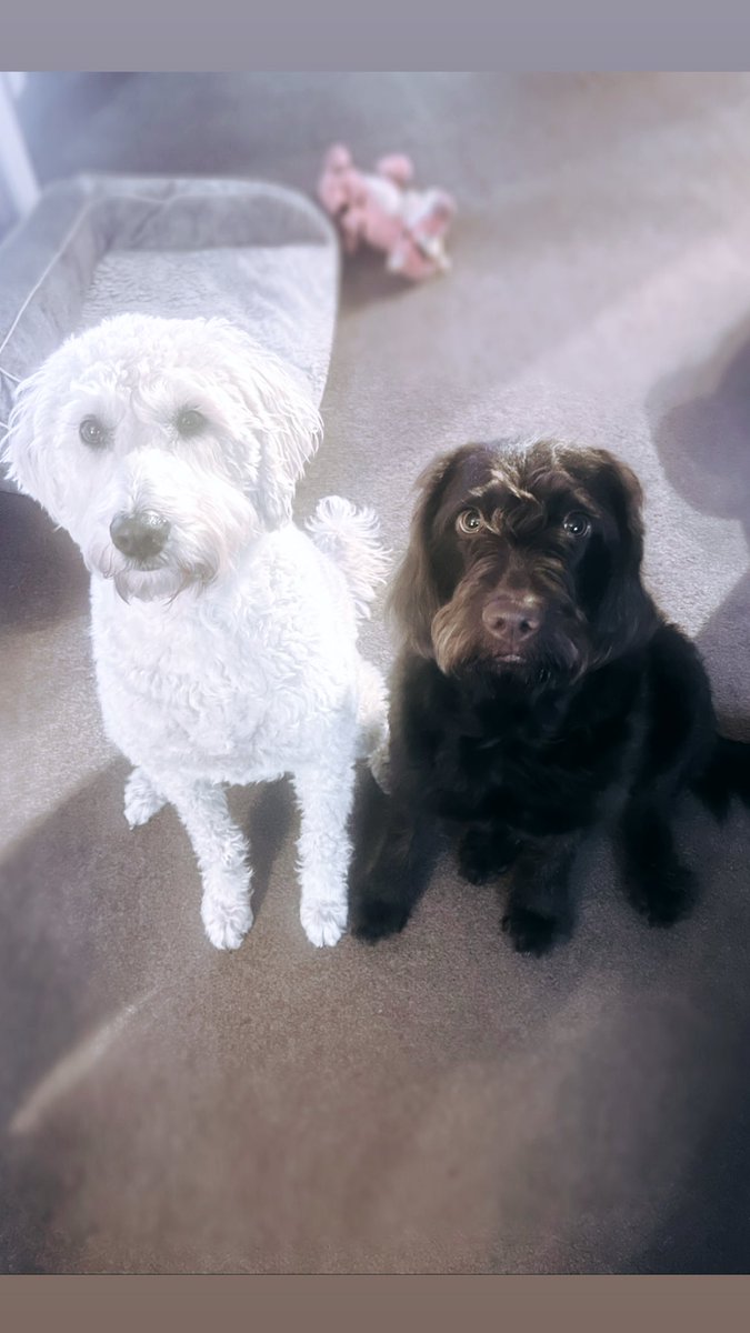 My two doodles waiting for after work treats 😍
