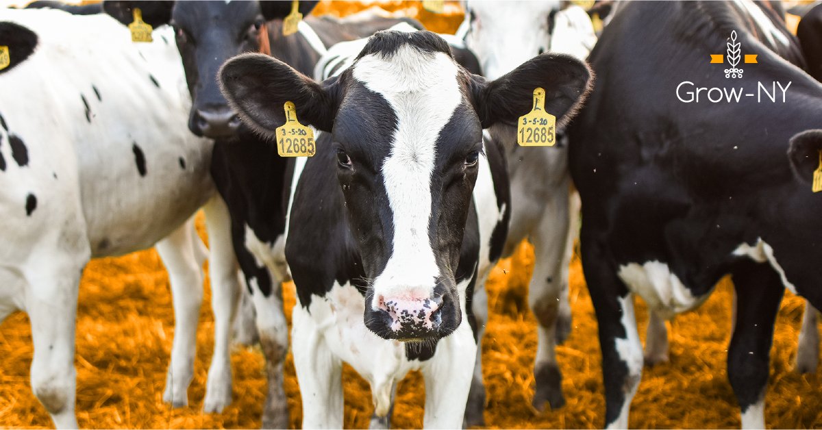 Grow-NY (@grow_ny) on Twitter photo On Episode 22 of the “Let’s Talk Dairy” podcast, Grow-NY’s Jenn Smith, <a href="/CornellCALS/">Cornell CALS</a>’ Dr. <a href="/SamAlcaine/">Sam Alcaine</a>, and Grow-NY winner <a href="/Labbyinc/">Labby</a>’s Julia Somerdin talk industry opportunities, including the Northeastern Dairy Product Innovation Competition. Learn more: bit.ly/GrowNY-LetsTal… On Episode 22 of the “Let’s Talk Dairy” podcast, Grow-NY’s Jenn Smith, <a href="/CornellCALS/">Cornell CALS</a>’ Dr. <a href="/SamAlcaine/">Sam Alcaine</a>, and Grow-NY winner <a href="/Labbyinc/">Labby</a>’s Julia Somerdin talk industry opportunities, including the Northeastern Dairy Product Innovation Competition. Learn more: bit.ly/GrowNY-LetsTal…